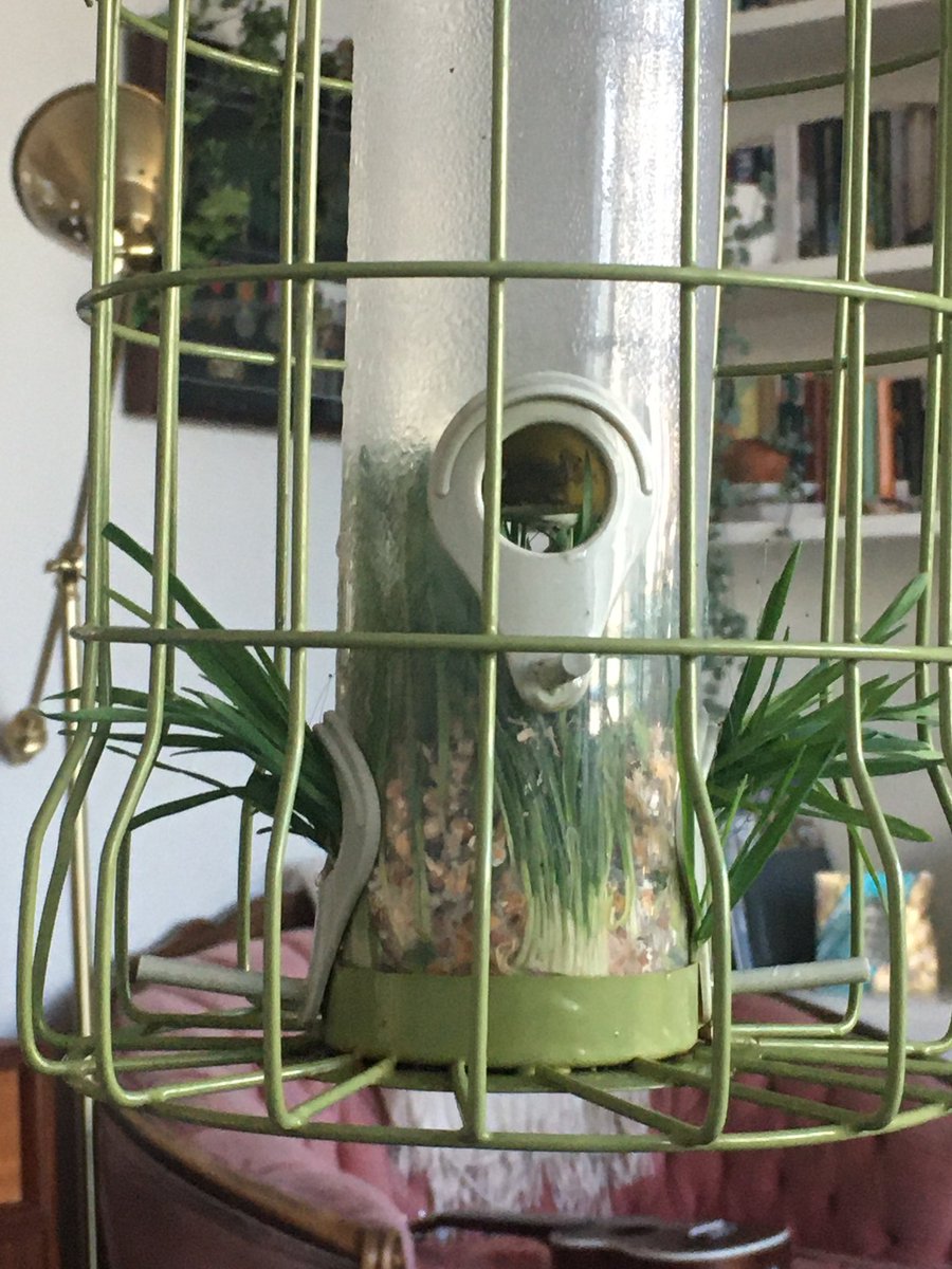 CharSibtain's tweet photo. We were inspired to check our bird feeders by the @Natures_Voice article in @GWmag this month and lucky we did! That is grass people, grass growing out of the bird feeder! 🤦🏼♀️ #birdfail #sorrybirds https://t.co/z8LDKbUeVZ
