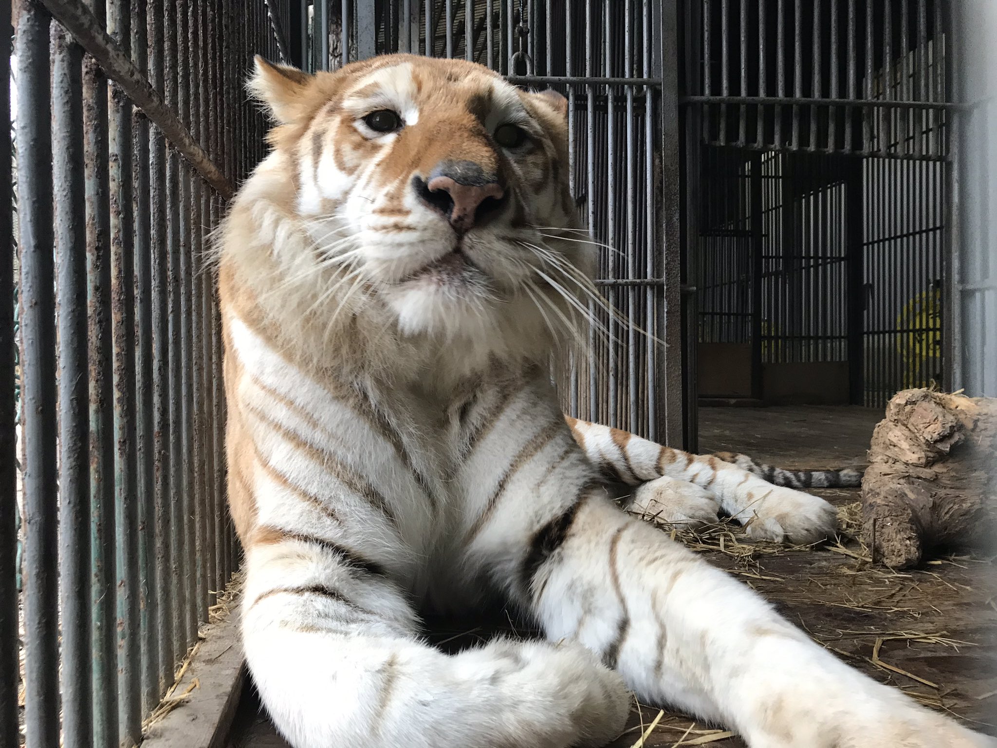 那須サファリパーク 今日のボルタはなんだかドヤ顔 かっこいいポーズなはずが 溢れ出る癒しオーラ 癒し系トラ ボルタのいる生活 Tiger ベンガルトラ T Co Uvcv9fo0uv Twitter