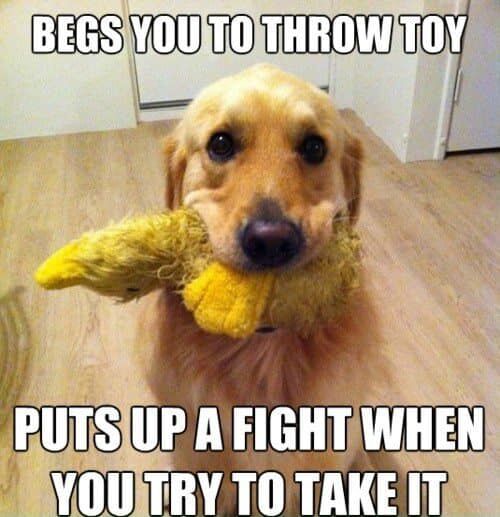 NotJust4Pets's tweet photo. #FurBabbies are the best. https://t.co/5edq0J4oh3 #DogToys #Fetch https://t.co/M5qIoxdmFd
