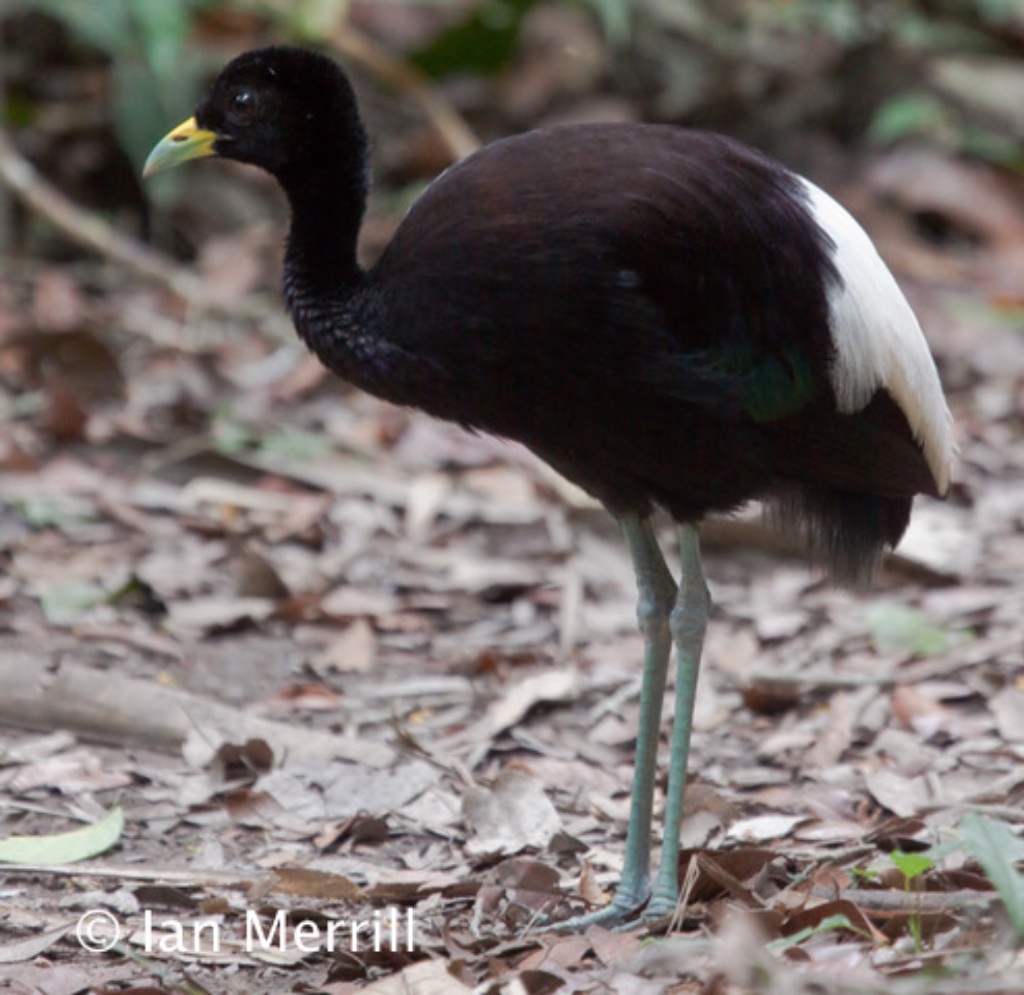 Our classic 20-Day Manu tour has 3 scheduled departures for 2020, all of which are open for bookings:
April 5th to 24th;
July 12th to 31st;
November 1st to 20th.
In our opinion this must be one of the best birding trips in the world! bit.ly/1k2vOSY