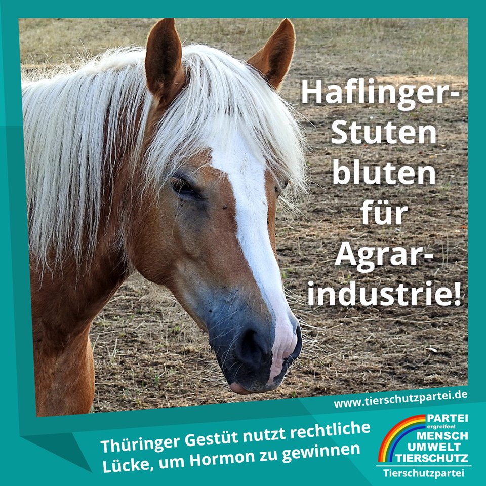 Tierschutzparte's tweet photo. Bisher nur aus #Südamerika bekannt:
Auf dem Gestüt #Meura in #Thüringen wird trächtigen Stuten seit Jahren Blut abgenommen, um #PMSG zu gewinnen. Dieses Hormon wird in der #Massentierhaltung eingesetzt, damit mehr Ferkel geboren werden. PMSG verbieten!
https://t.co/p4zCpsLTNx https://t.co/y6ryvKpHwz