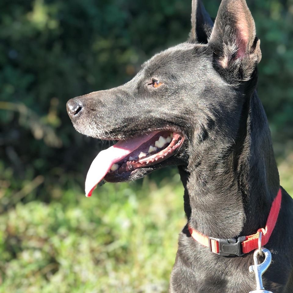 APAGranollers's tweet photo. Dalma, 4 anys.
Aquesta petita va ser trobada a Hospitalet. Ningú l’ha reclamat 😢
És una gossa dolça, activa però obedient i sociable amb altres #gossos.
Busquem llar per ella. És de mida mitjana però de gran cor. La vols venir a conèixer? ❤️
#AdoptaAmor #AdoptaICanviaUnaVida https://t.co/WxKhcJ6LsT