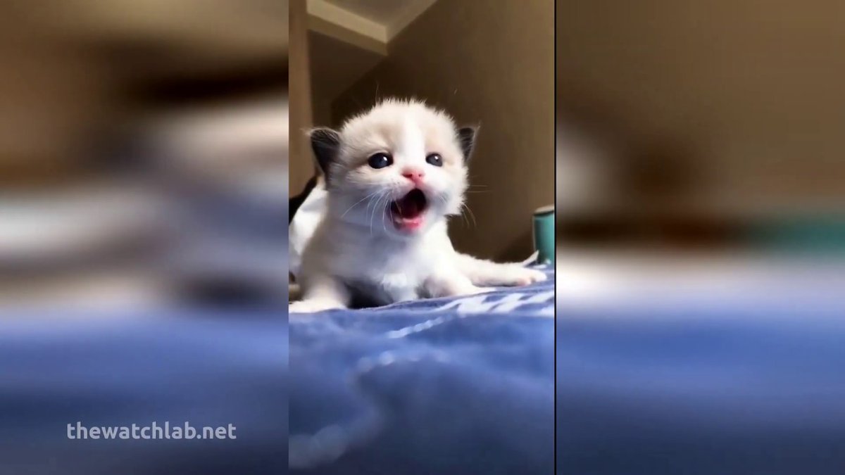 MeowMoeDotCom's tweet photo. #Funny and Cute #Cats #Videos #Compilation | ...
#Cats #Cat #Kittens #Kitten #Kitty #Pets #Pet #Meow #Moe #CuteCats #CuteCat #CuteKittens #CuteKitten #MeowMoe
#Animal #Cat #CatFunny #CatVsDog #CatsTrailer #CatsVideo #CleanVines
https://t.co/hz8fwNDXqI
. https://t.co/uJLxOlHkOg