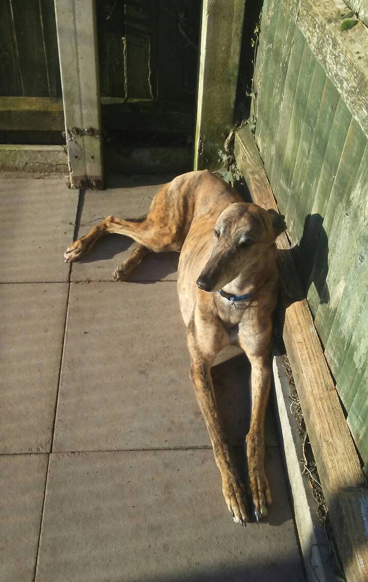 GTWolverhampton's tweet photo. Kennel long stayer King enjoys the winter sun this morning in the paddock dreaming of his forever home ... #soonwehope Jo https://t.co/zPpl4dYXBH
