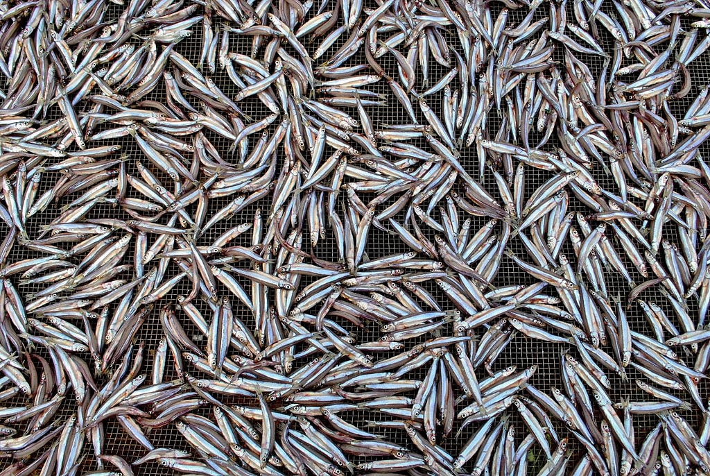 IngoMagazine's tweet photo. Uniques et spéciaux, les Ndagala sont des petits poissons très délicats, un don propre au Lac Tanganyika, méconnu dans d'autres régions du globe.
#ingomag
#Burundi https://t.co/gn82XXRtuC