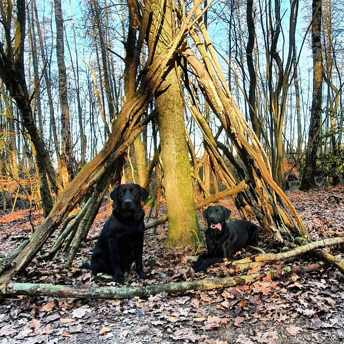 irmavanhoeven's tweet photo. En ook Pelko en Sjimmie vermaken zich prima! 😊 @KNGFGeleidehond #bosweek #kngf #kngfgeleidehonden #lovemyjob #guidedog #geleidehond #labrador #honden https://t.co/9DoIoHaVp7