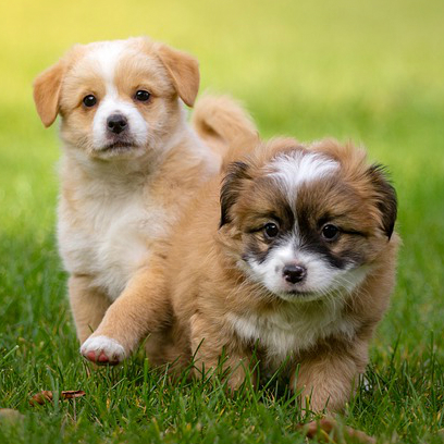 dobutsu_syu's tweet photo. 【子犬はジェントルメン】

オスの子犬がメスの子犬と遊ぶとき
オスはメスが勝つようにするそうです。

子犬であっても体格や力はオスの方が上ですが、それを理解したうえでメスの子犬に勝ちを譲ってあげるそうです。 https://t.co/pY84fAkuy0