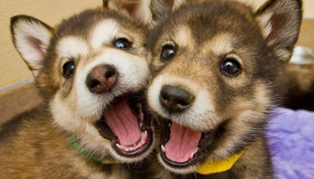 dobutsu_syu's tweet photo. 【子犬はジェントルメン】

オスの子犬がメスの子犬と遊ぶとき
オスはメスが勝つようにするそうです。

子犬であっても体格や力はオスの方が上ですが、それを理解したうえでメスの子犬に勝ちを譲ってあげるそうです。 https://t.co/pY84fAkuy0