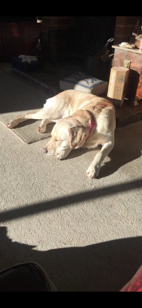 ziggy_guidedog's tweet photo. Mum & Dad are on their honeymoon, so I’m spending some time with the grandparents. They’re wearing me out!! #GuideDogs #OffDutyGuideDog
Photo is of Ziggy, a white lab/golden retriever cross who is lying asleep on a beige carpet in a patch of sunlight https://t.co/k8W3eh2zTD