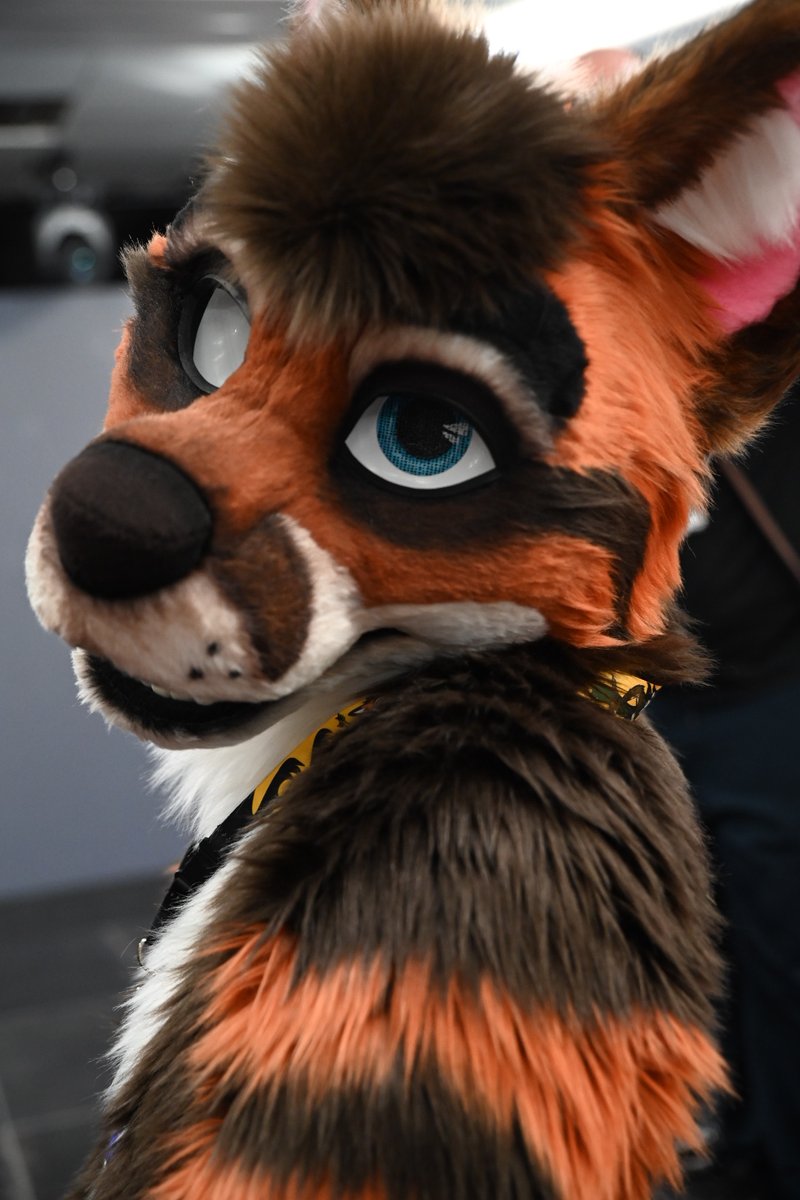 @Inarifox_AUT is going to be one of our participants in the Fursuit Games!