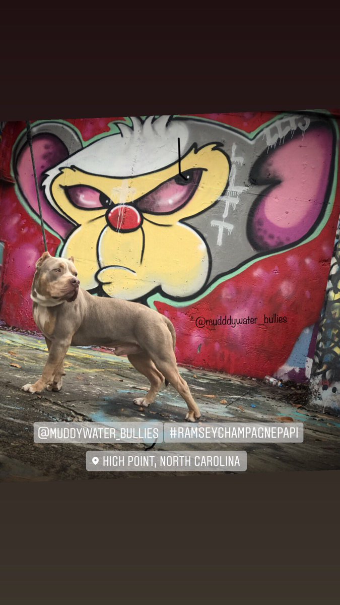 MuddywaterB's tweet photo. @ramsey_champagne_papi appreciating the graffiti art @cityofhighpoint , “ Unlike life, in art our mistakes can be seen as poetry explained without words ,we can choose to keep the ones we want without consequences” #dog #art #bullystud  #ramseychampagnepapi https://t.co/EiIohgAWs2