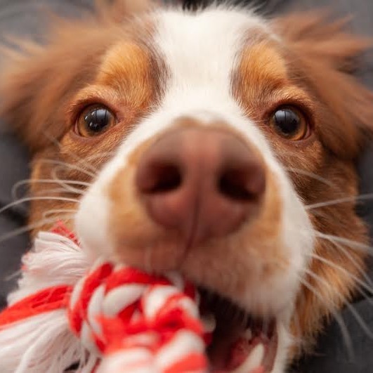 Pretzel18598417's tweet photo. Close up😀
#aussie #aussies #aussielove #aussielife #australianshepherd #australianshepherd_feature #dogscorner #australianshepherd_corner
#australianshepherds_ #australianshepherdlovers
#aussiedoglovers
#australianshepherdworld #hikingwithdogs #dog_… https://t.co/qqpcVX8BjI https://t.co/r4DYFefSQU