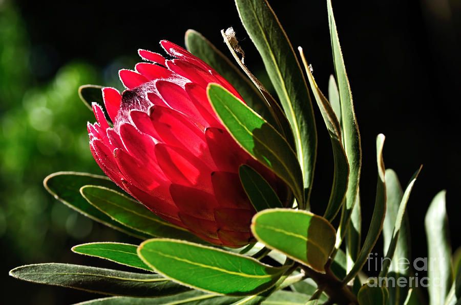 KayeMenner's tweet photo. #Sunfilled #Protea by Kaye Menner #Prints #Products for #Sale at >> https://t.co/XkNV8CLgsa https://t.co/ENpnWQe3Iu