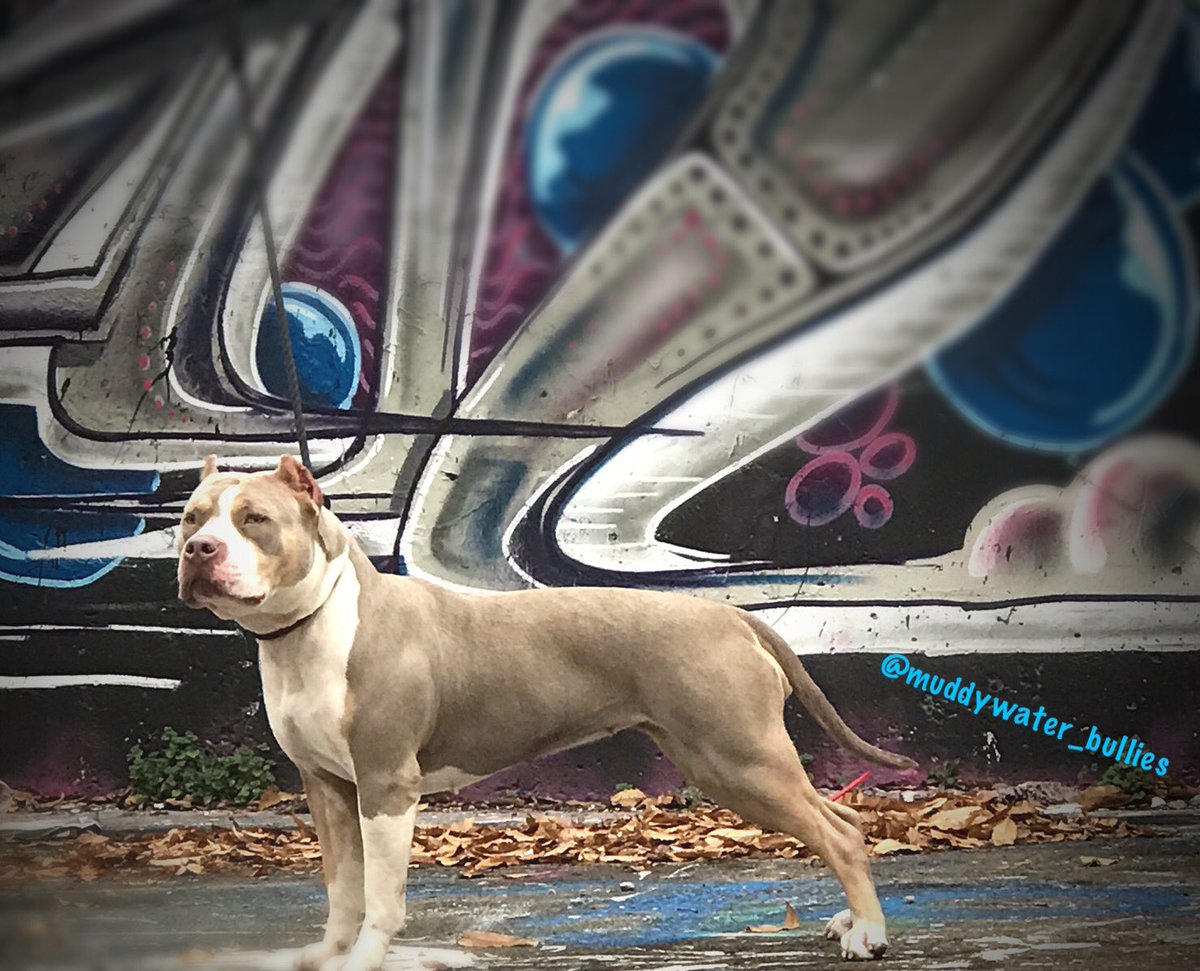 MuddywaterB's tweet photo. Just a girl boss building her empire” “ confidence breeds beauty “ .... love my princess #ggthelilactri #bullybreed #bulliesofinstagram #americanbully #bulliesofinstagram #instabully #instabullyfamily #americanbulliesofinstagram #bullylife #lovemybullybreed #bossbabe https://t.co/RgEB6vx92N
