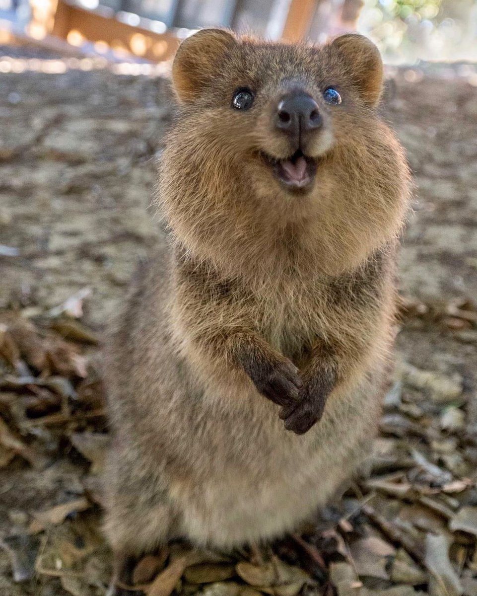 [Immagine: ENCae1EWoAEn80s.jpg]
