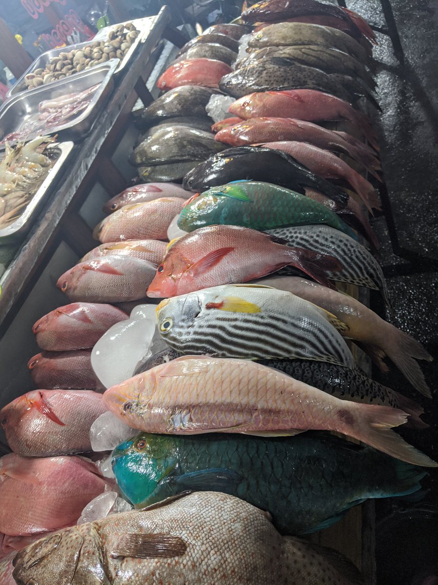 daviskris10's tweet photo. Trying to decide which Nemo to have for supper tonight...
#WestTimor #Indonesia #Kupang #nightmarket #fish #nemo #Dinner https://t.co/ZVVmvibF3f