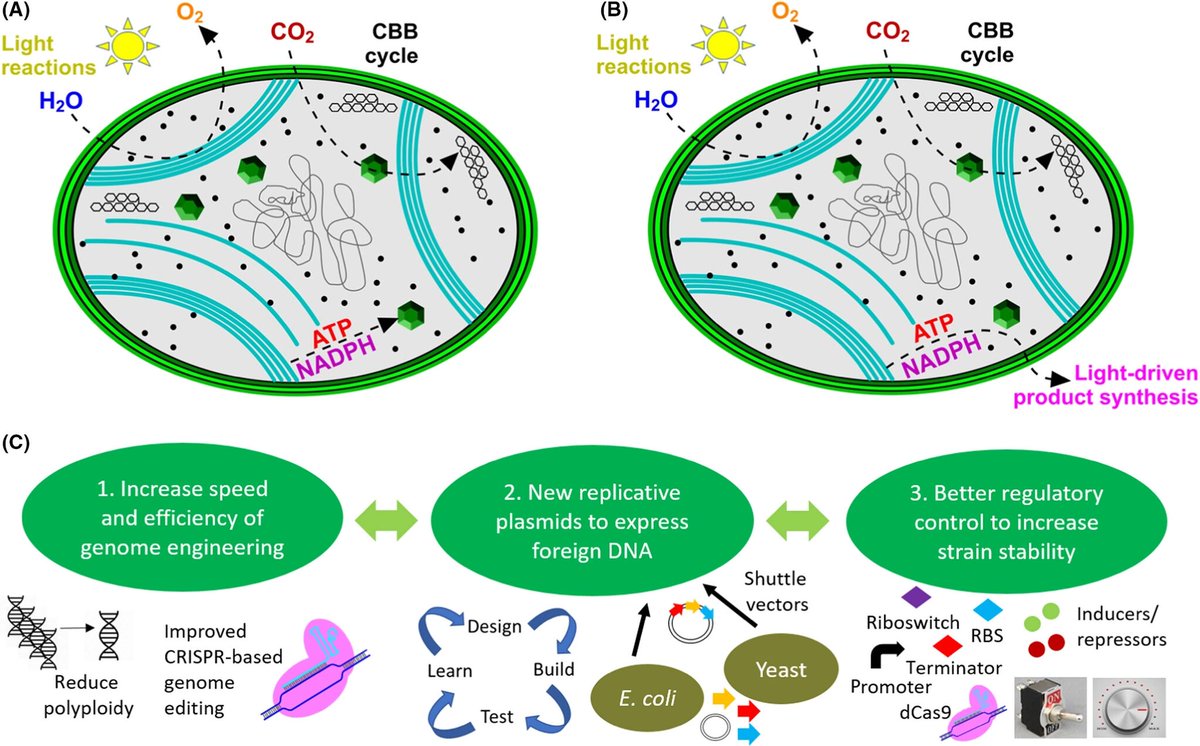 SynBioBeta's tweet photo. Engineering cyanobacterial hosts as microbial cell factories for solar‐powered biosynthesis: https://t.co/09mt2OW4gx #synbio https://t.co/PVlZKim2gk