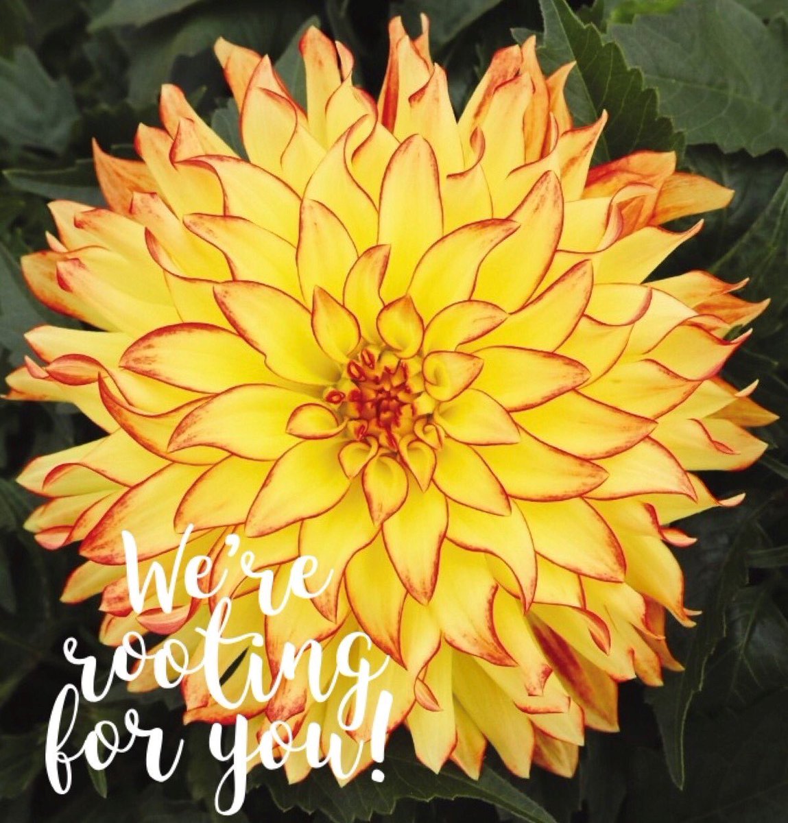 MicandyGardens's tweet photo. Have you set your New Year Resolution yet?  #alwaysgrowing #icarus #dahlia https://t.co/GfZg7tedd9
