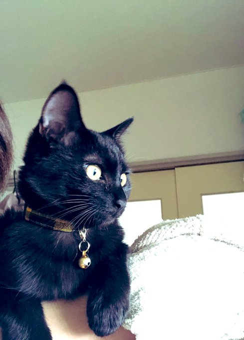 肩乗り猫のTwitterイラスト検索結果。