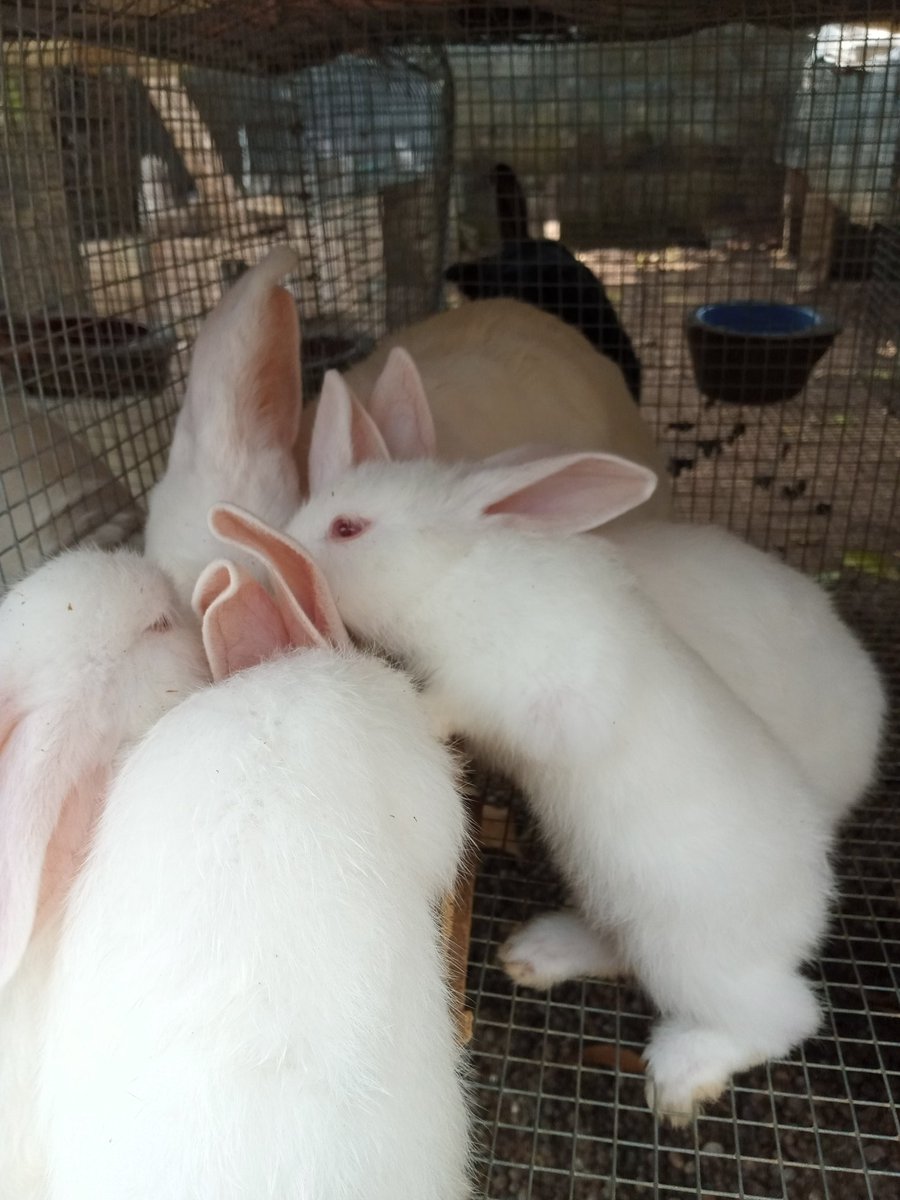 Lush Rabbits Lush Rabbits (@LushRabbits) / Posts / X