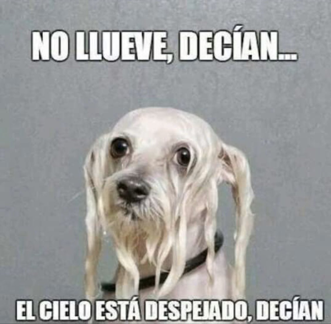 ayudandoaaprani's tweet photo. Buen dia para todos✨
Arranco el lunes con lluvia...🌧😂
-
-
#apranifotos #luneslluvioso #perritosgraciosos #aprani #hogar #familia #refugio #adopta #adoptame #adoptanocompres #amor #incondicional #perros #gatos #mascotas #fotosgraciosas #amar #perritos #gatitos https://t.co/CAwNhxLUbs