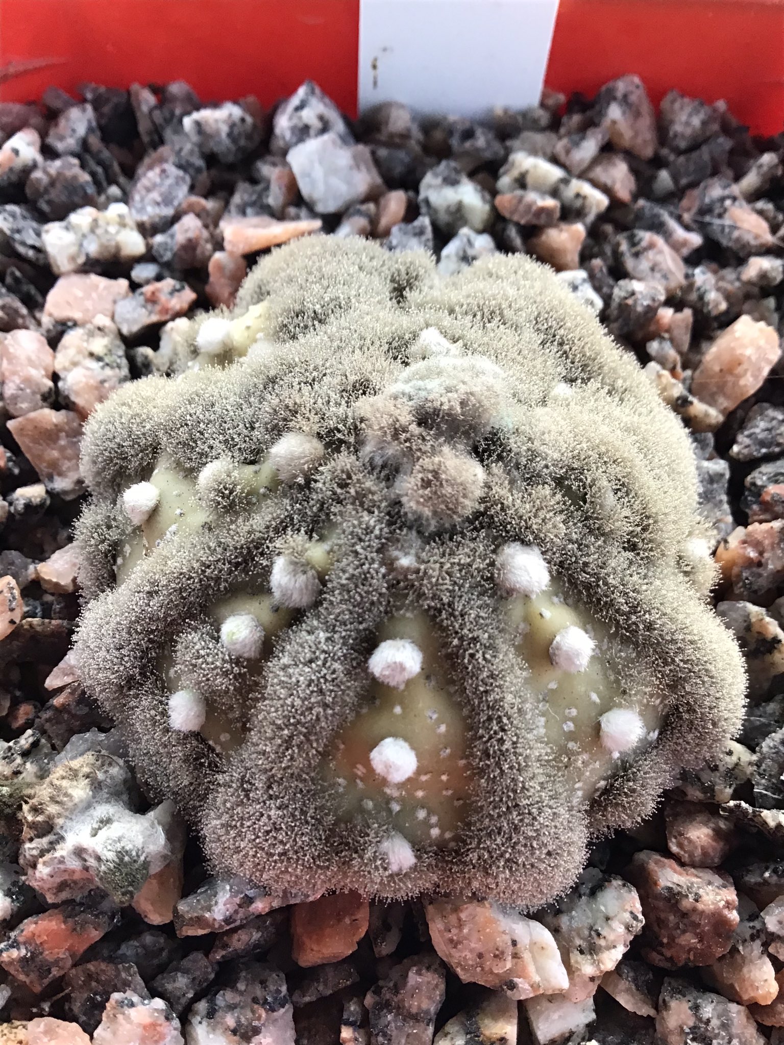 British Cactus and Succulent Society on Twitter "Something different. Even in Paradise