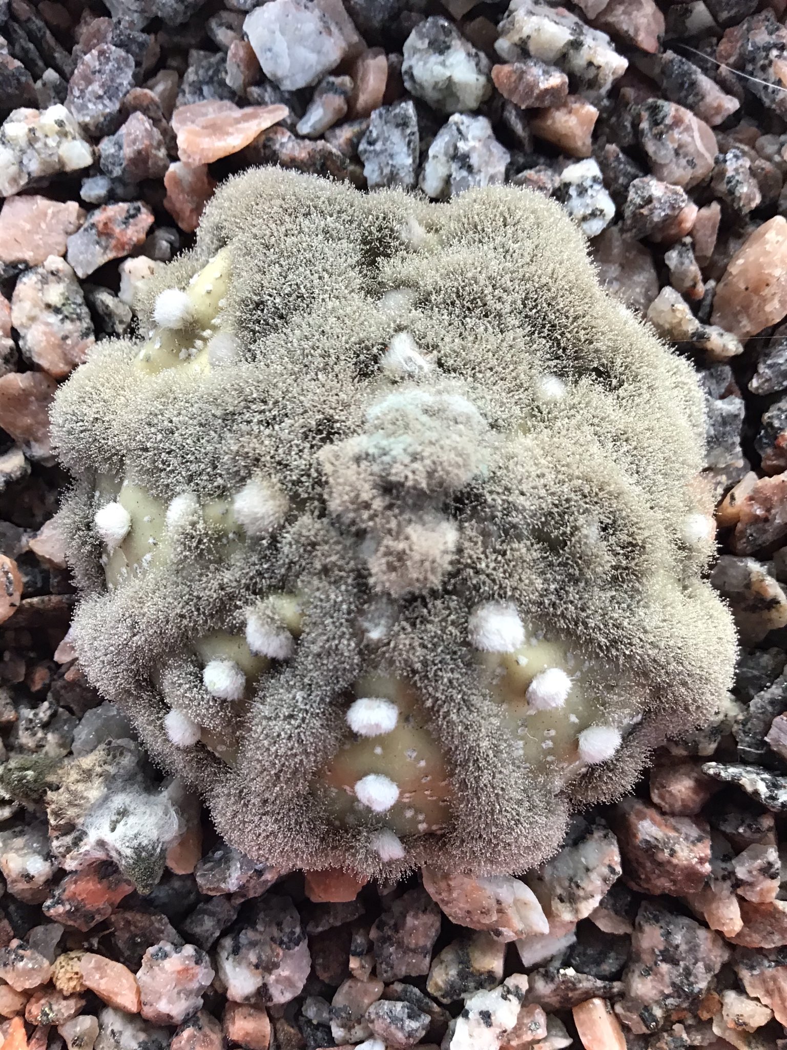 British Cactus and Succulent Society on Twitter "Something different. Even in Paradise