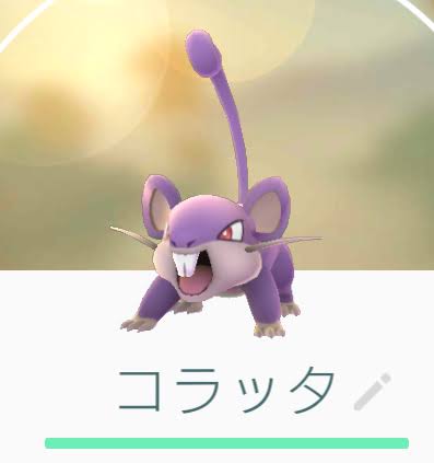 722pg's tweet photo. 来年はコラッタ年か。 https://t.co/oPQljihp1P