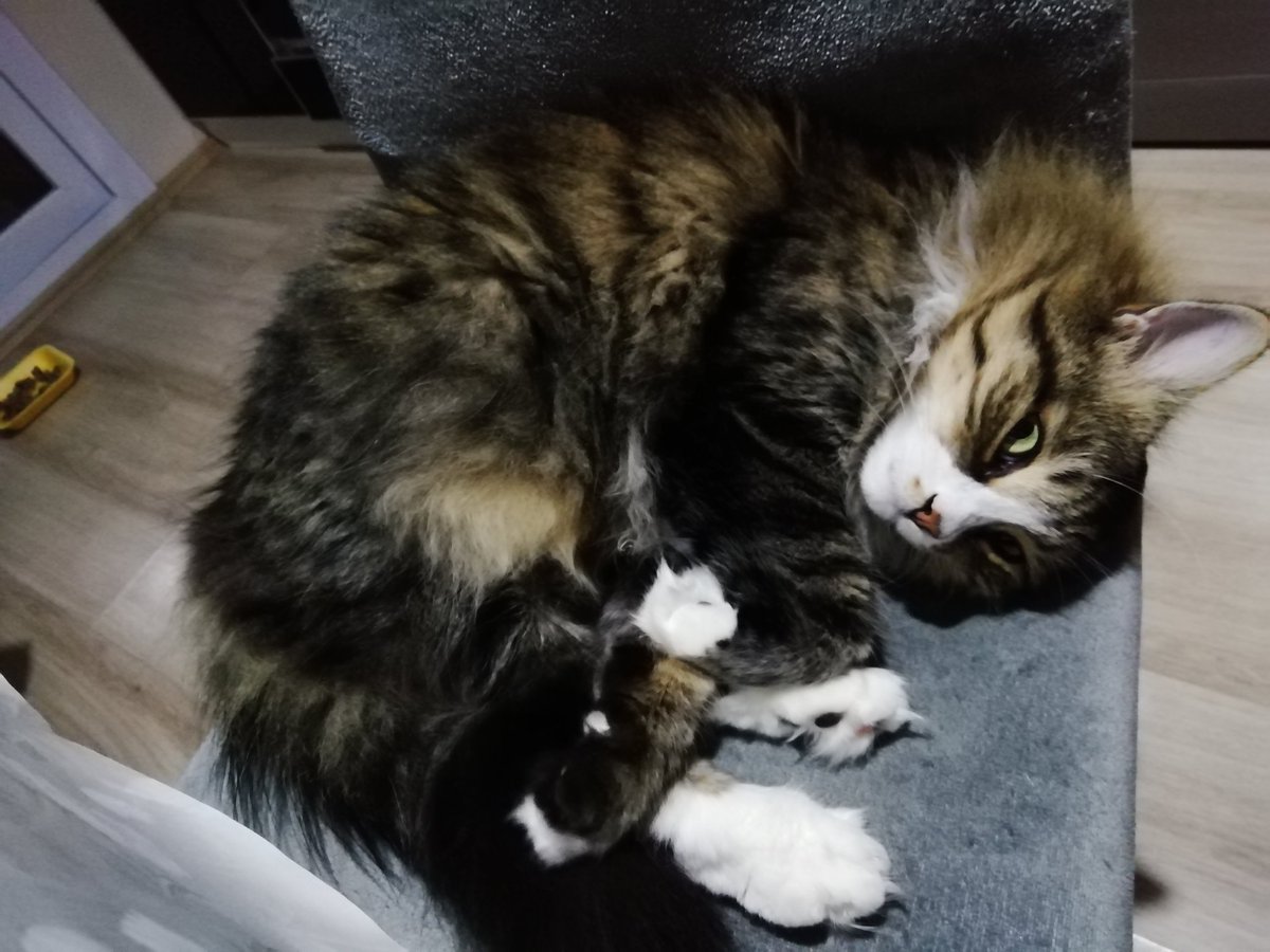 Dost Can, Güzel insan,
Karamel yüzünden kedi sahiplenen, kedi annesi Aysell <a href="/cordia034/">Concordia 🐙🐸🤺😋</a> ' i  genç yaşta kaybettik. Üzgünüm Eşine biricik oğluna ve sevenlerine sabır diliyorum.
Yattığın yer Cennet Mekan olsun 🙏 Seni unutmayacağız...
<a href="/Gezgin_Sadik/">🇹🇷#T.C. CHP_GezGin_1 F.B🇹🇷</a> @Cbozoklar73 <a href="/tccanimturkiyem/">#tcAtatürkünYolu🇹🇷🇹🇷</a>