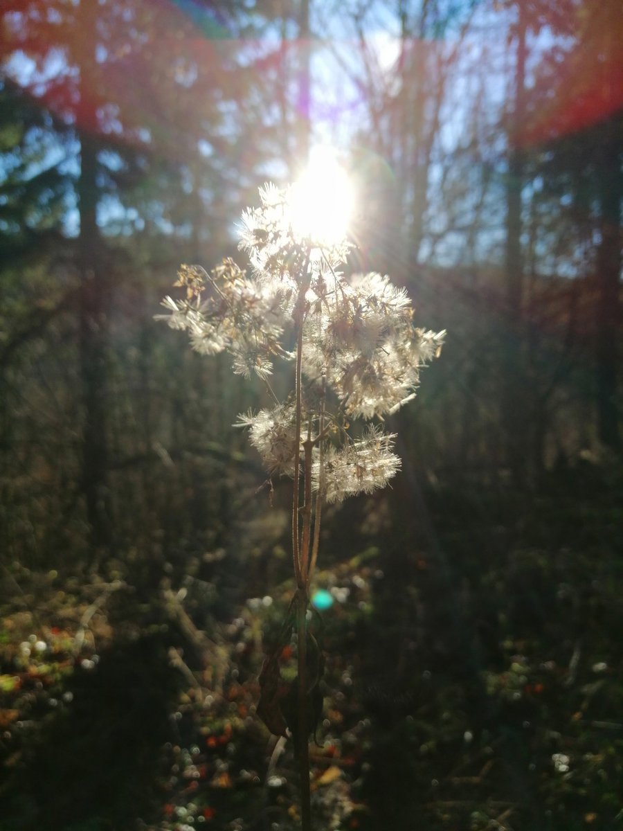 kat_378's tweet photo. I went on a walk like Taehyung recommended and took some pics😊
@BTS_twt
#PhotosForTae
#HappyVDay https://t.co/YBFJGGRdo6