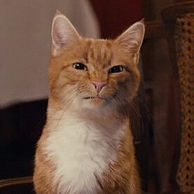 General Hux as cats (@huxascats) on Twitter photo 