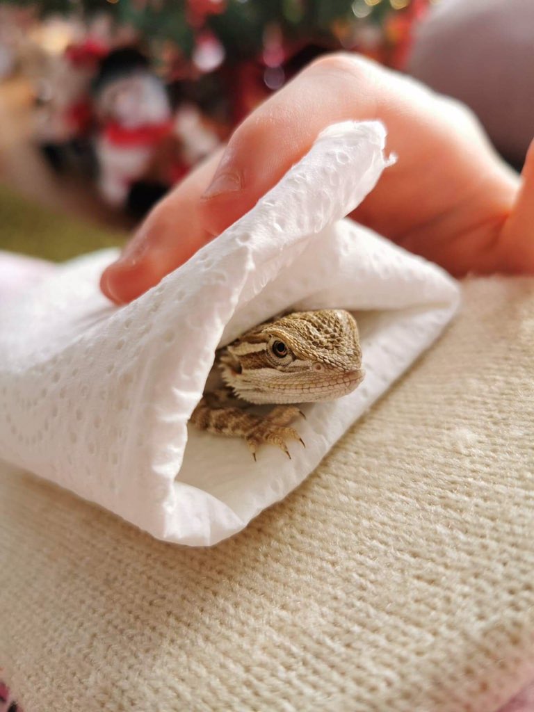 ATWI18Y's tweet photo. @BindiIrwin wishing the Irwin family a wonderful Christmas and a prosperous 2020 all the way from a cold, wet BT78 3JY, Northern Ireland. My daughter, Lily-Belle (11); has named her beautiful baby beardie after you as you inspire her so much.  Meet Baby Beardie Bindi🦎 ❤️ https://t.co/AYuhMDVDsx