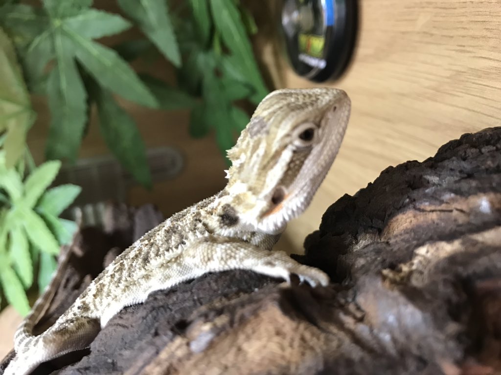ATWI18Y's tweet photo. @BindiIrwin wishing the Irwin family a wonderful Christmas and a prosperous 2020 all the way from a cold, wet BT78 3JY, Northern Ireland. My daughter, Lily-Belle (11); has named her beautiful baby beardie after you as you inspire her so much.  Meet Baby Beardie Bindi🦎 ❤️ https://t.co/AYuhMDVDsx