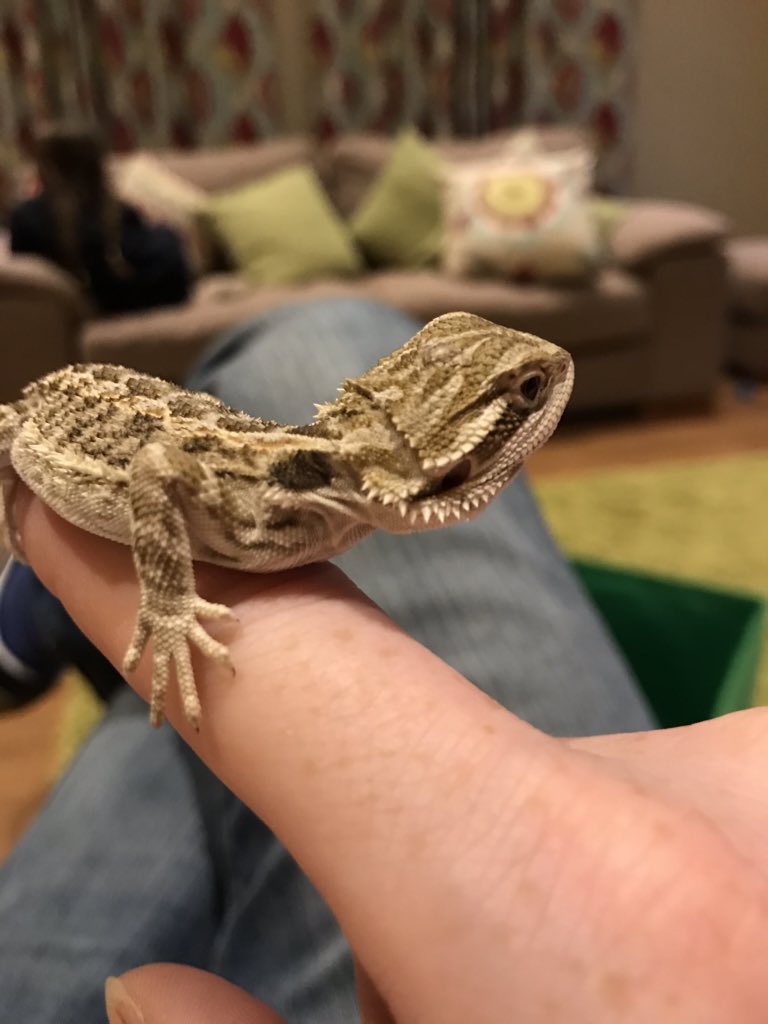 ATWI18Y's tweet photo. @BindiIrwin wishing the Irwin family a wonderful Christmas and a prosperous 2020 all the way from a cold, wet BT78 3JY, Northern Ireland. My daughter, Lily-Belle (11); has named her beautiful baby beardie after you as you inspire her so much.  Meet Baby Beardie Bindi🦎 ❤️ https://t.co/AYuhMDVDsx