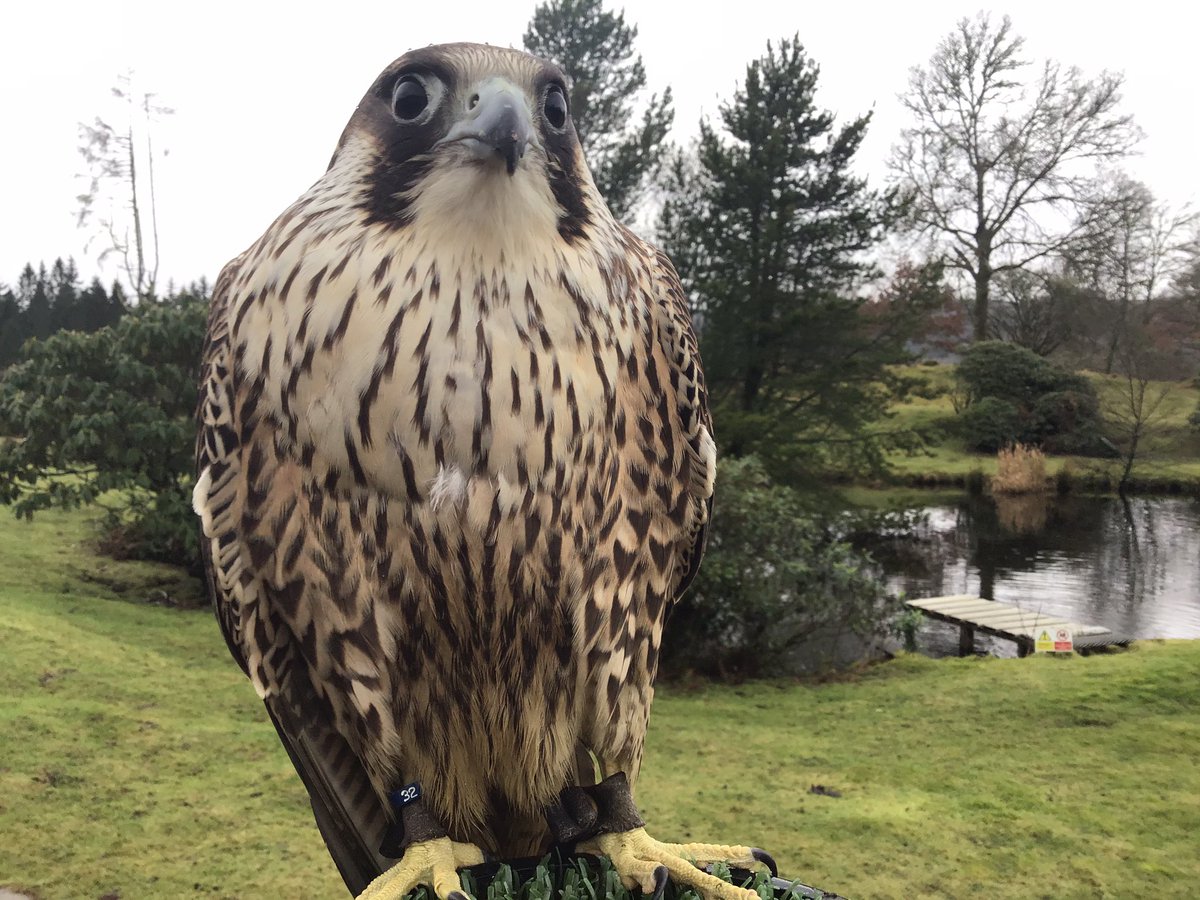 Kintailbop's tweet photo. “Womble” juvenile Tiercel Peregrine Falcon looking content, flown twice today fed had a bath now just time to daydream. #nativebirdsofprey #activitiesscotland #lochawefalconry #falconrylochawe #southlochaweside #lochawe #myargyll #visitargyll #ardchonnell #eredinevillage https://t.co/kw7J2KE6MO
