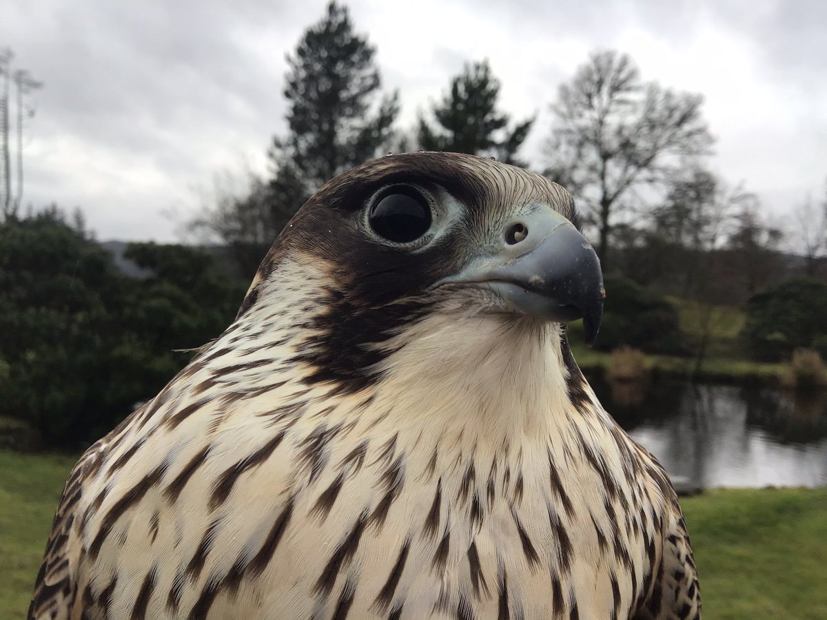 Kintailbop's tweet photo. “Womble” juvenile Tiercel Peregrine Falcon looking content, flown twice today fed had a bath now just time to daydream. #nativebirdsofprey #activitiesscotland #lochawefalconry #falconrylochawe #southlochaweside #lochawe #myargyll #visitargyll #ardchonnell #eredinevillage https://t.co/kw7J2KE6MO