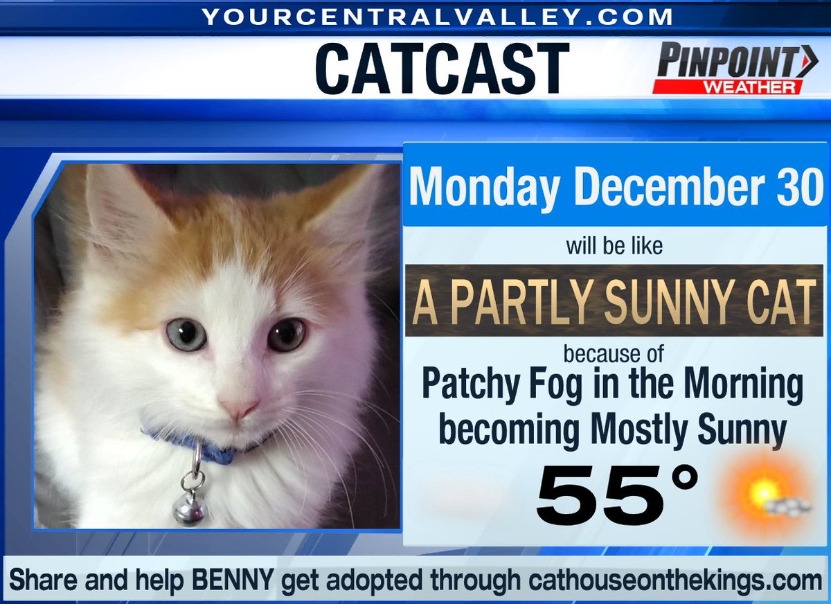 justinsacher's tweet photo. If the weather today were a cat... #catcast https://t.co/sq7AXIlGq6