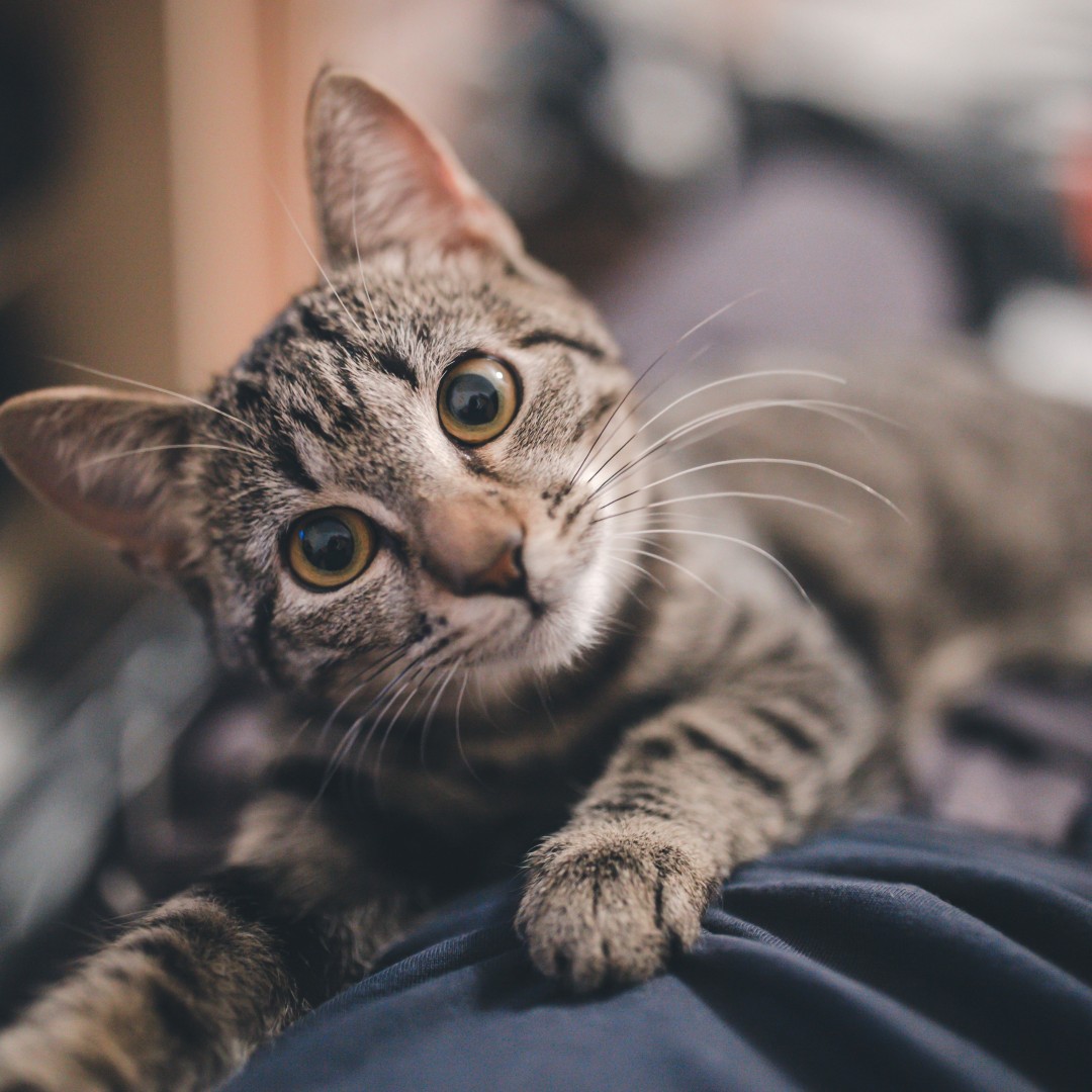 MailboxSPT's tweet photo. Home is where your pet is. Are you a dog or a cat person? ๐ค #PetFriendlyRenting https://t.co/6VvJtAFMXr