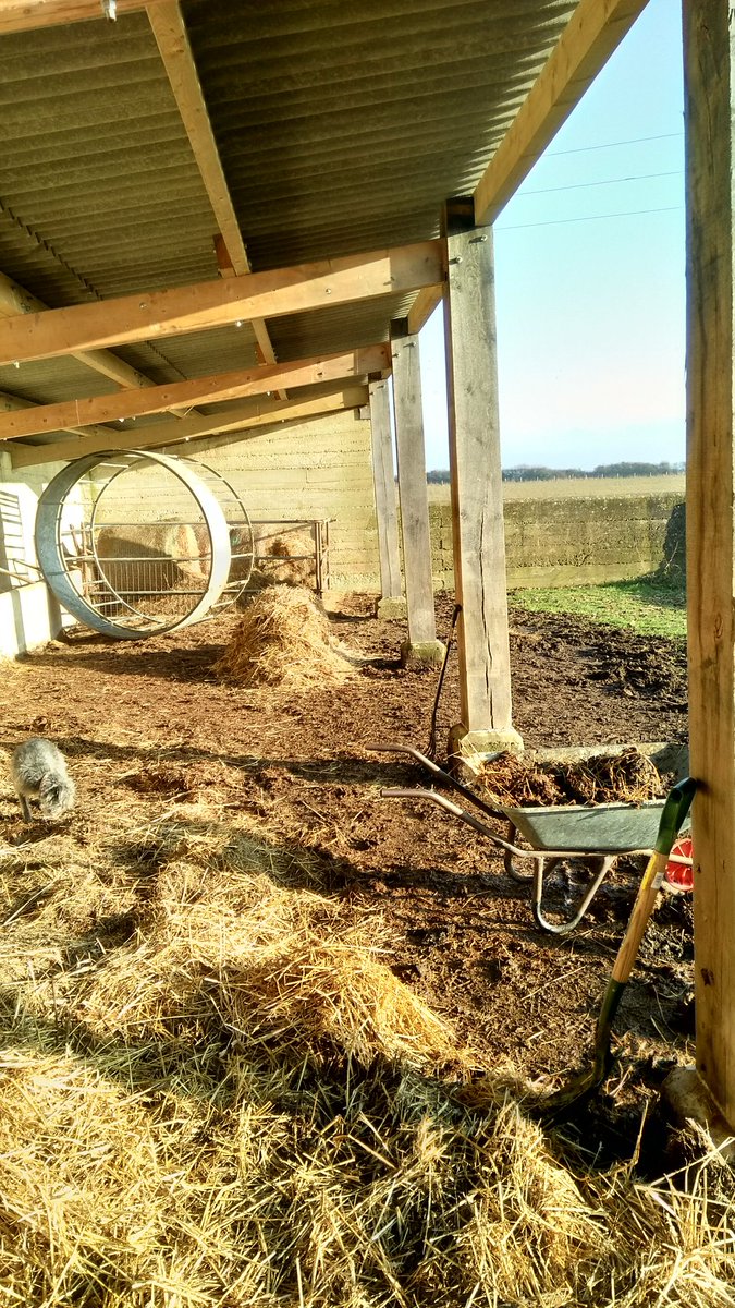 sandyhillmob's tweet photo. My old boss would be proud of us - clearing out the bowsen by hand! Getting there slowly... #cotswolds #cowbarn #pastureforlife #keepingitreal https://t.co/GDzoSHDopa