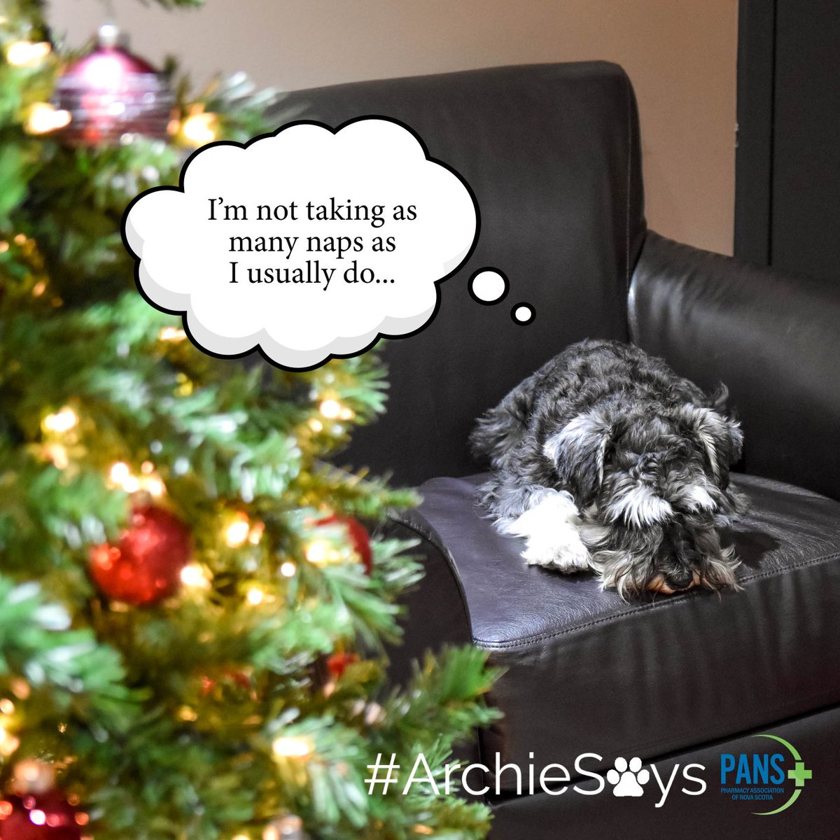 PharmacyNS's tweet photo. #ArchieSays 🐾 that pharmacists can prescribe for minor ailments such as minor sleep disorders. #AskYourPharmacist #HealthyHolidays https://t.co/FzmsWAwMW2