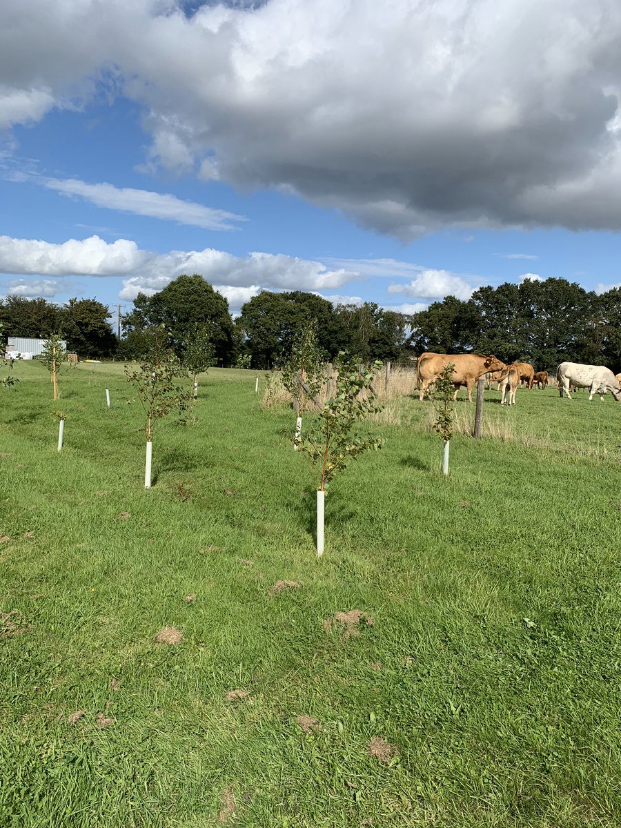 ParkLodges's tweet photo. We are also planting trees at Billingsley Park Lodges! 🌲 

#treeplanting #trees #WMTree #GlobalWarming #wildlife #wildlifephotography #mondaythoughts #animals #plants #Plant4Change #PlantATree #naturelovers #NaturePhotography #holidays #getaways https://t.co/rJftHFBQc6