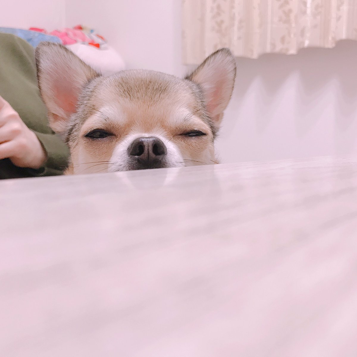 ストーカー犬