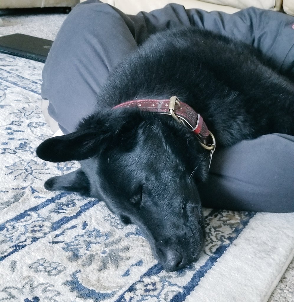 piperly_music's tweet photo. Holiday mood: sluggish. Time for a dance practice stream to get back in the swing of not being a potato! 7pm EST tonight. https://t.co/OSFYTbXwV6 #twitch #musicstreamer #irishdance #beginnerdancer https://t.co/et6pH3a67F