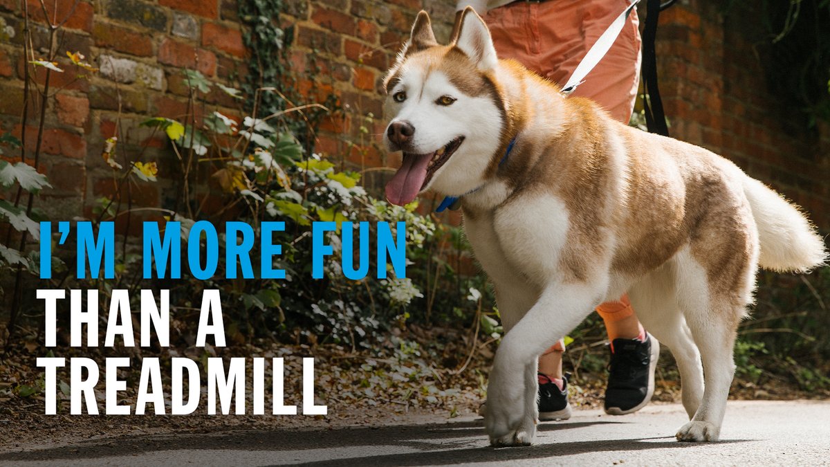 Battersea_'s tweet image. Sign up for an expensive gym membership this #NewYearsDay or take the dog out for a walk? We know which option we'd choose. 😉#RescueIsMyFavouriteBreed #NewYearsResolution