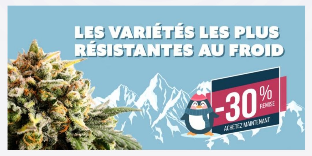 KannabiaSeeds's tweet photo. Les deux derniers jours de notre super #promotion -30% remise dans nos variétés plus résistantes au froid!! 💛🧡💚💛🧡💚
https://t.co/ZoFbB0kCPY
#cannabisculture #CannabisCommunity #Discount #graines #GrainesDeCollection #420friendly https://t.co/Ii44iEXxP0