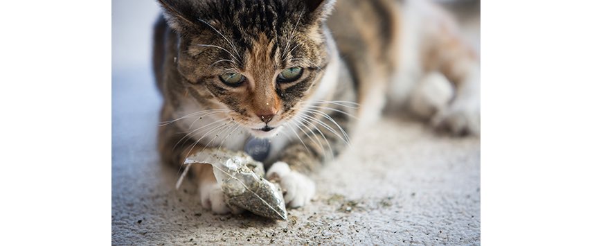 Pet Business tweet media