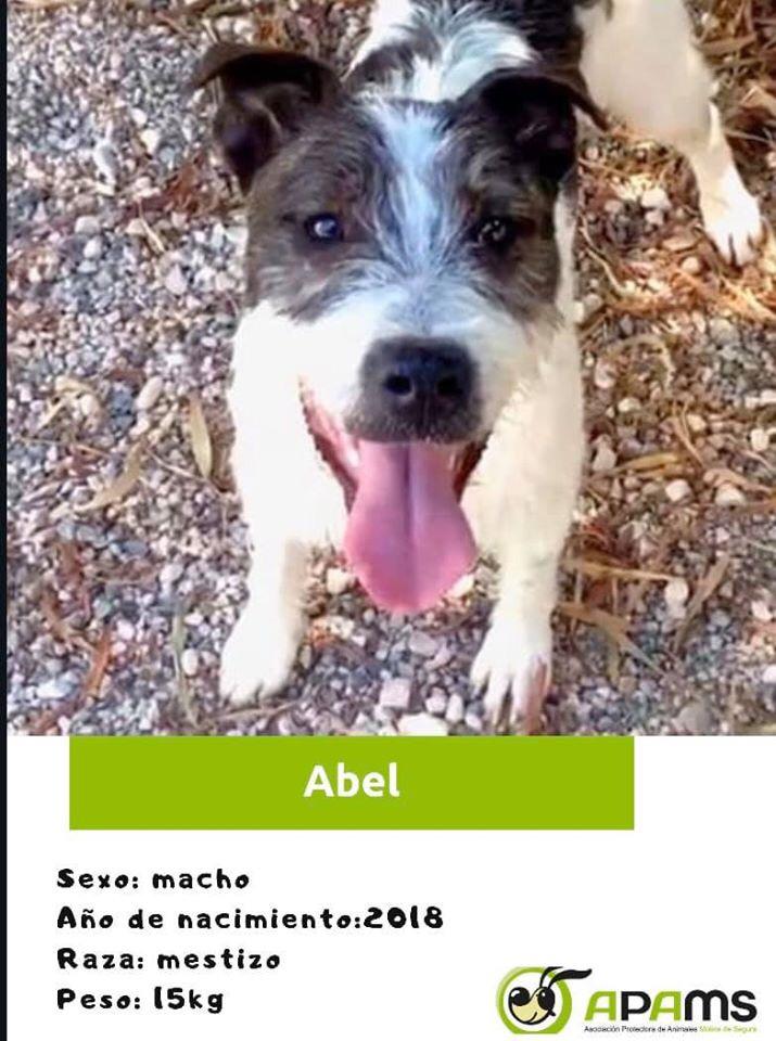 psoemolina's tweet photo. 🐶No son un juguete y necesitan una familia.
Es tu responsabilidad hasta el final. #AdoptaNoCompres A cambio de tu cuidado tendrás el amor más leal.
@MOLINASALUD1 @MiguelADepYSal con #Apams se unen en una campaña para escontrar familia para ellxs
Ellas y ellos son ⬇️⬇️ https://t.co/Hakg6xKsyo
