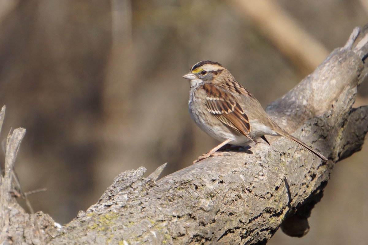 You can always count on good numbers of white-throated sparrows when birding Missouri during December. #mobirding #whitethroatedsparrow #birdoftheweek