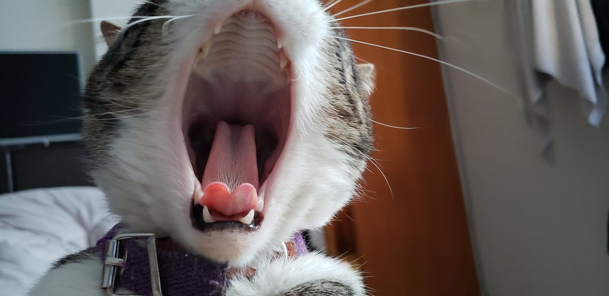 SolS's tweet photo. @migatodinamita Con sueño... https://t.co/dwM2l7vqkY