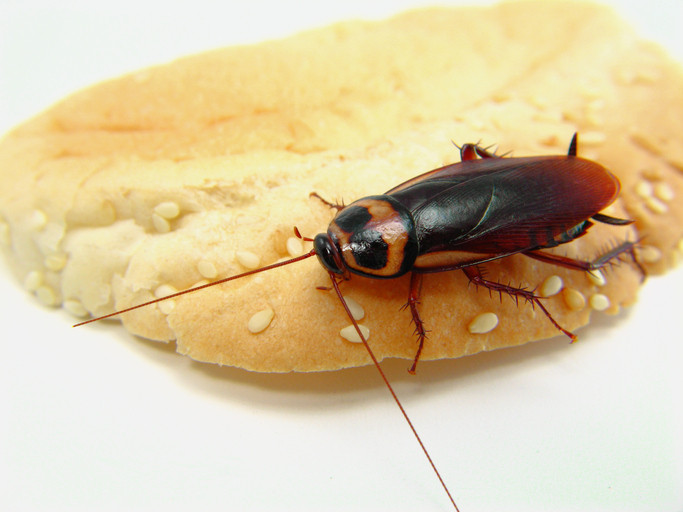 slugabugsteve's tweet photo. Do you have a #palmettobugs problem in your home? Learn what you can do now @slugabugpest https://t.co/QqaQgd9zMr  #cockroach #pestcontrol #brevard https://t.co/etyyEIeaWu